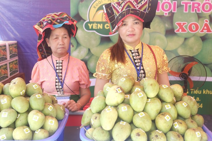 Son La farmers develop Yen Chau mango brand - ảnh 1